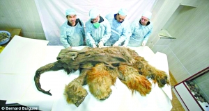 人類捕獵猛犸象首次獲證實(shí)