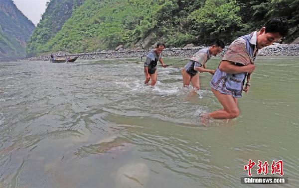 三峽裸體纖夫再現(xiàn)神農(nóng)溪