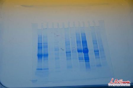 　公司的科研人員正在檢驗(yàn)各種植物的DNA，以尋求能更完美替代雞蛋的方案。