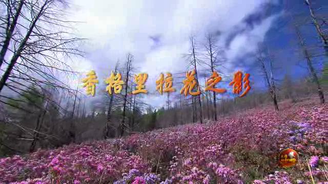 香格里拉花之影