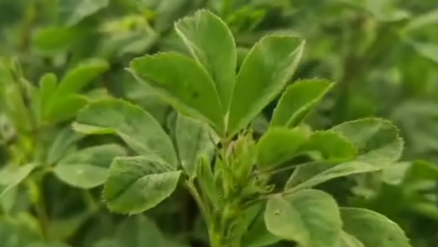 青儲飼料給和平村帶來的改變