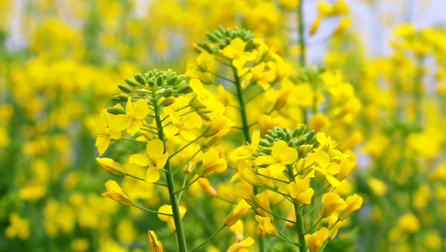 春暖花開:赴一場早春油菜花海之約