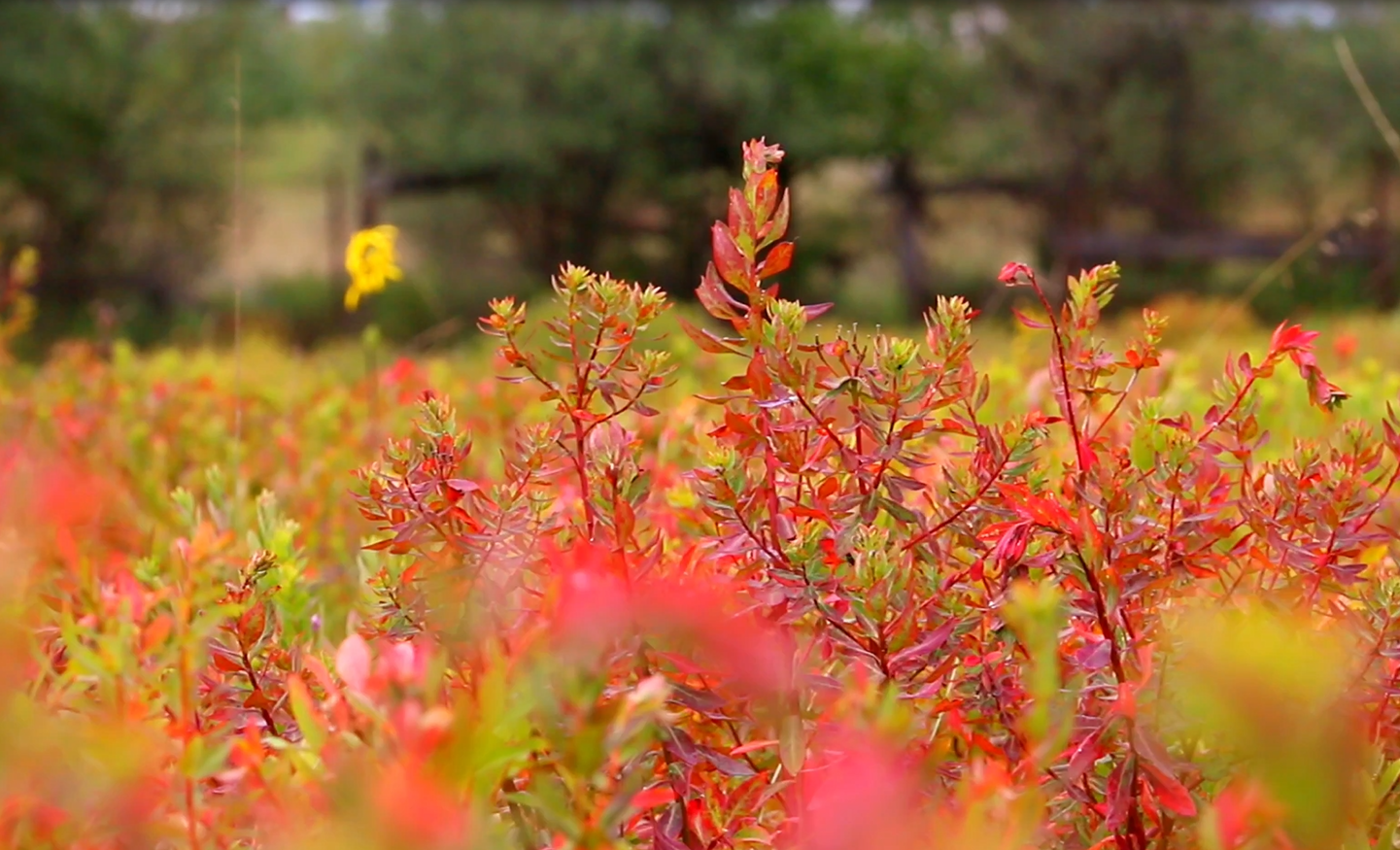 香格里拉：草原狼毒紅艷艷