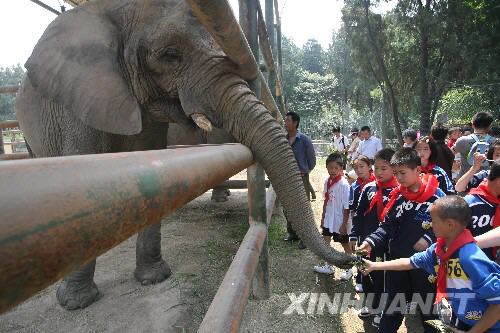 6月7日，在濟(jì)南動(dòng)物園，來自災(zāi)區(qū)的幾名小學(xué)生給大象送上“端午粽子”。 當(dāng)日，在山東濟(jì)南師范學(xué)校過渡復(fù)學(xué)的340多名來自四川省北川縣擂鼓鎮(zhèn)的小學(xué)生到濟(jì)南動(dòng)物園免費(fèi)游園，度過了愉快的一天。 