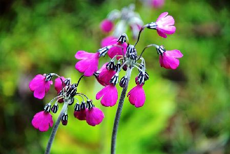 香格里拉進(jìn)入最艷麗的花季