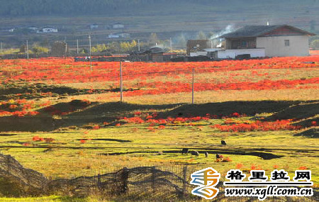 香格里拉云南中青旅