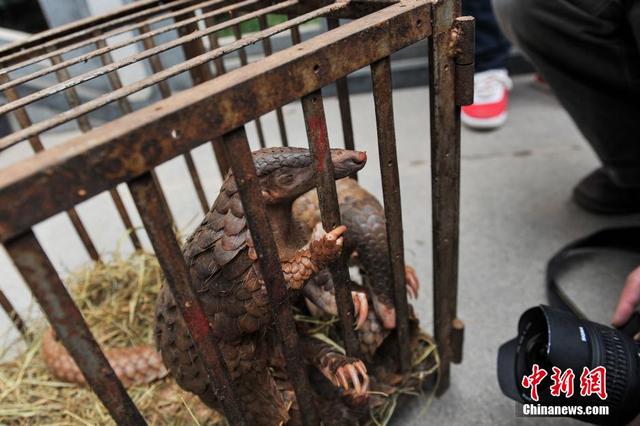 云南破獲特大走私販賣野生動物制品案