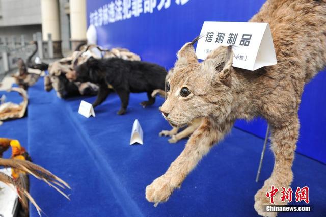 云南破獲特大走私販賣野生動物制品案