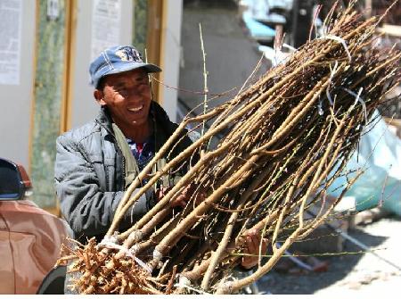 霞若鄉(xiāng)茨卡桶村村民領取經濟林木種苗