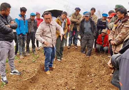 當歸種植培訓走進拉嘎洛村