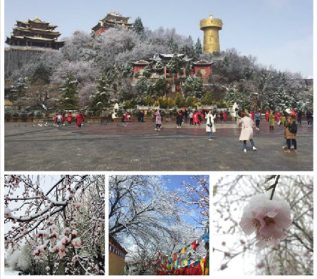 香格里拉：白雪紅花美如畫