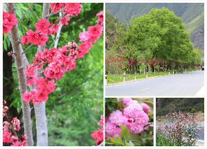 尼塔公路成“鮮花走廊”