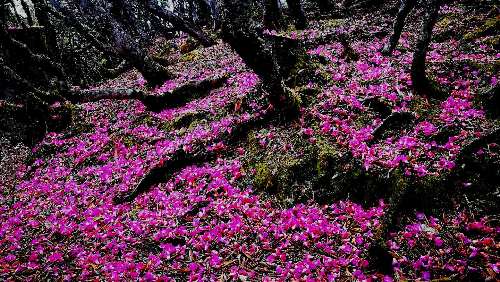 五一來維西看花，采集山珍嗎？