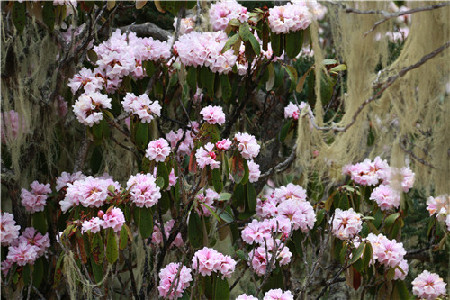 白馬雪山杜鵑花開