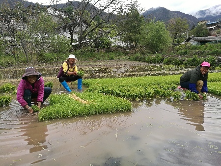 立夏時(shí)節(jié)農(nóng)事忙