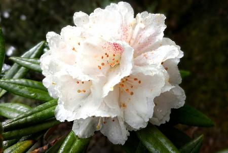 遺世花海 絕美天堂——記哈巴雪山雪海徒步