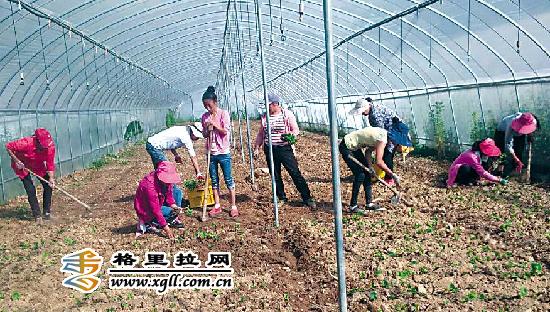 保和永春農(nóng)戶(hù)移植威戴爾冰葡萄種苗