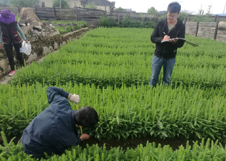 市林業(yè)局種苗站到雨季造林苗木產(chǎn)地檢驗苗木質(zhì)量