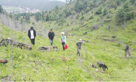 虎跳峽鎮(zhèn)碳匯林項目迎接驗收