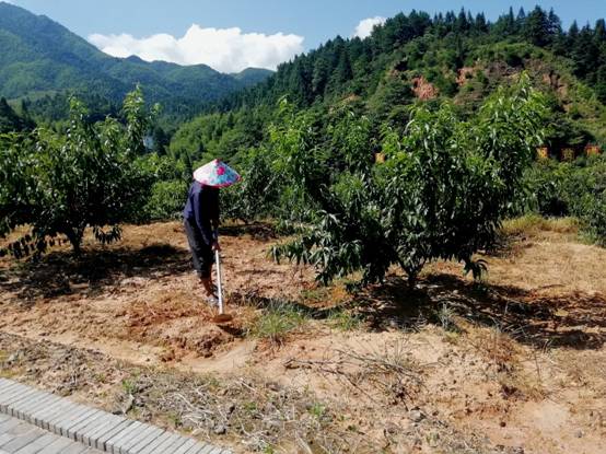 【脫貧攻堅(jiān)在行動(dòng)】江西井岡山：農(nóng)民變股東，合作經(jīng)營(yíng)模式拓寬農(nóng)民收入渠道