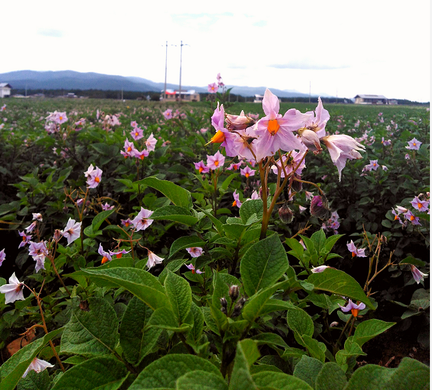 記王茂林的香格里拉本土薯種品牌夢(mèng)