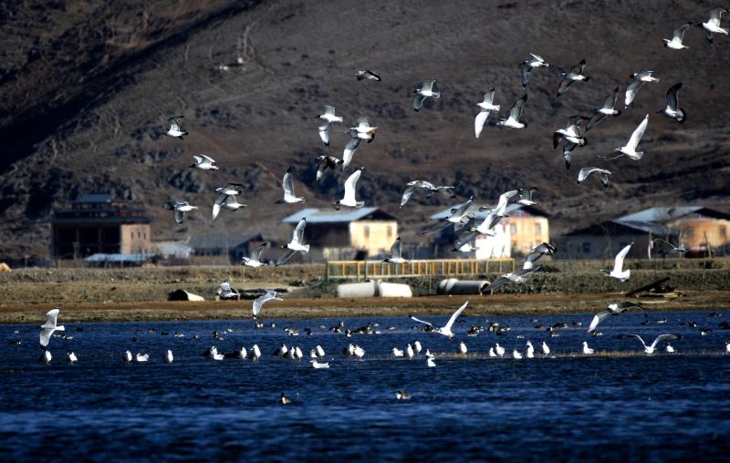 賞雪山騎馬觀鳥香格里拉冬季旅游不冷淡