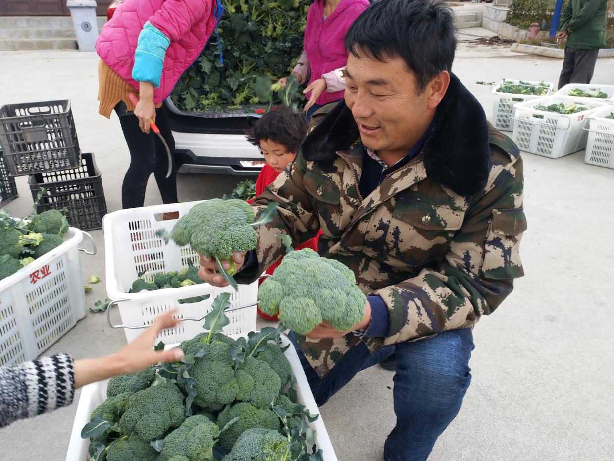 車軸村第一批青花菜春節(jié)上市