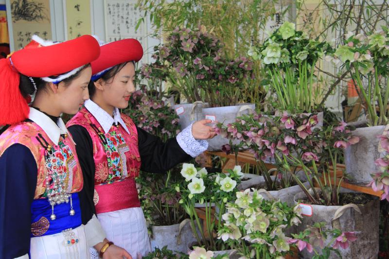 2019年香格里拉第五屆春季花展暨書畫奇石展開(kāi)展