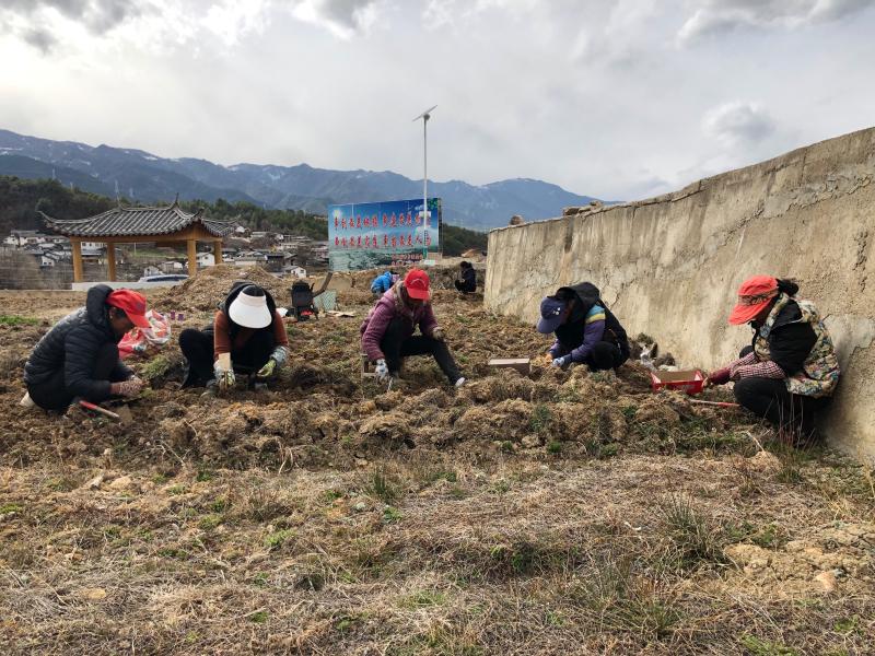 春耕正當(dāng)時，維西田間地頭一派繁忙景象