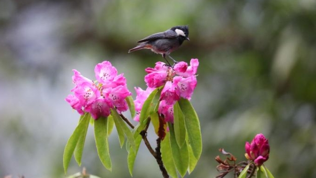 通堆村的杜鵑花已開(kāi) 本周迎來(lái)觀賞期 趕緊約起來(lái)