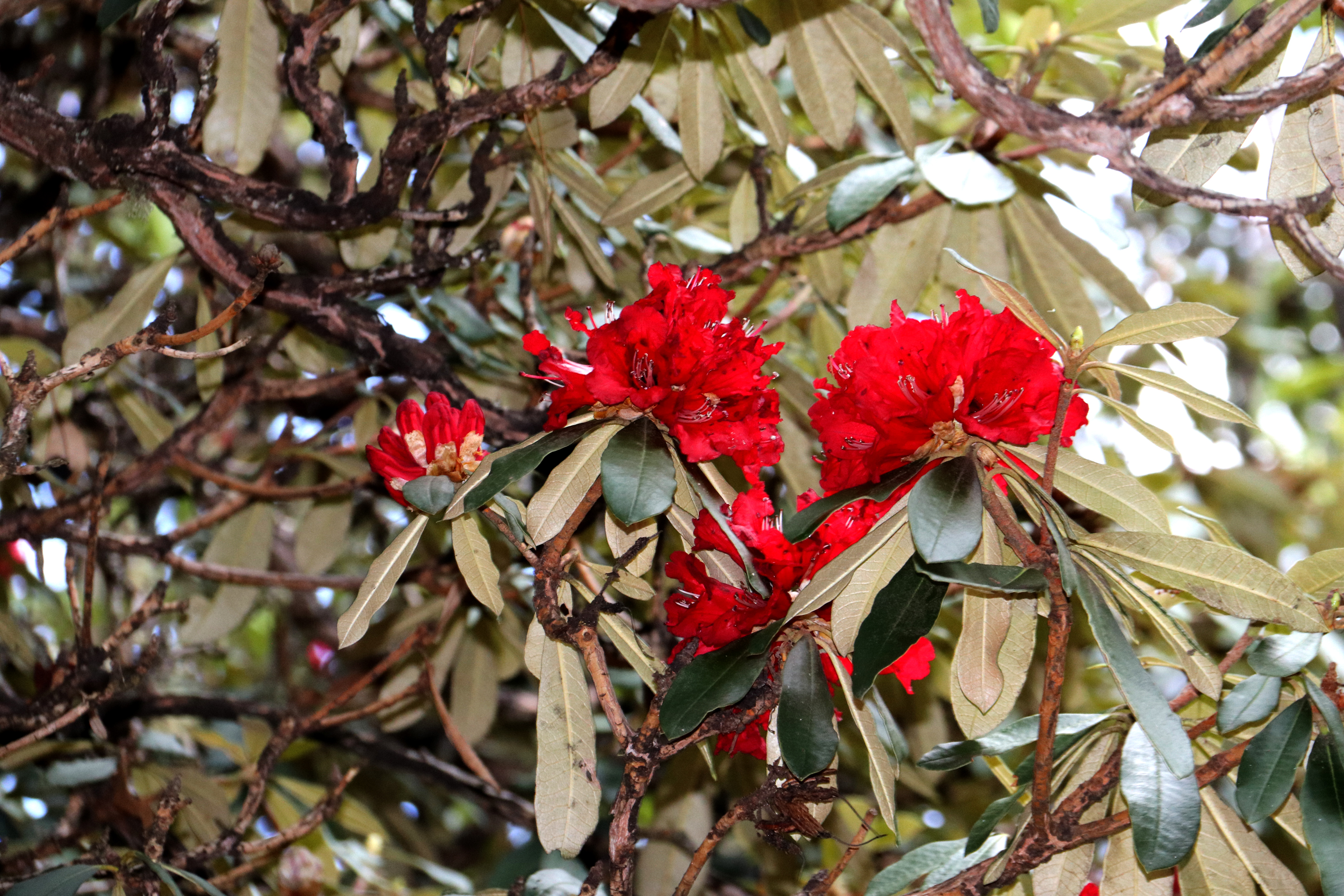 莫負(fù)春日好時光 杜鵑“花王”等你來