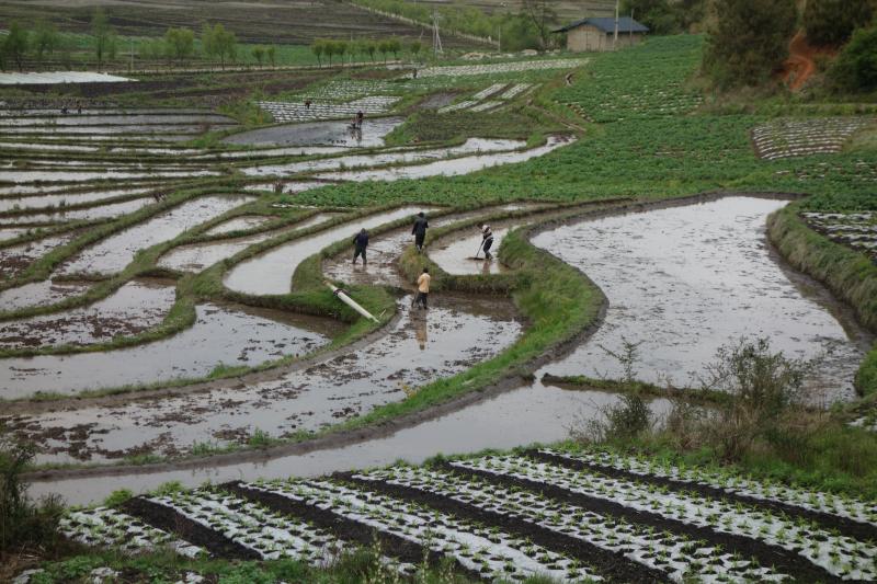 村民忙栽老黑谷