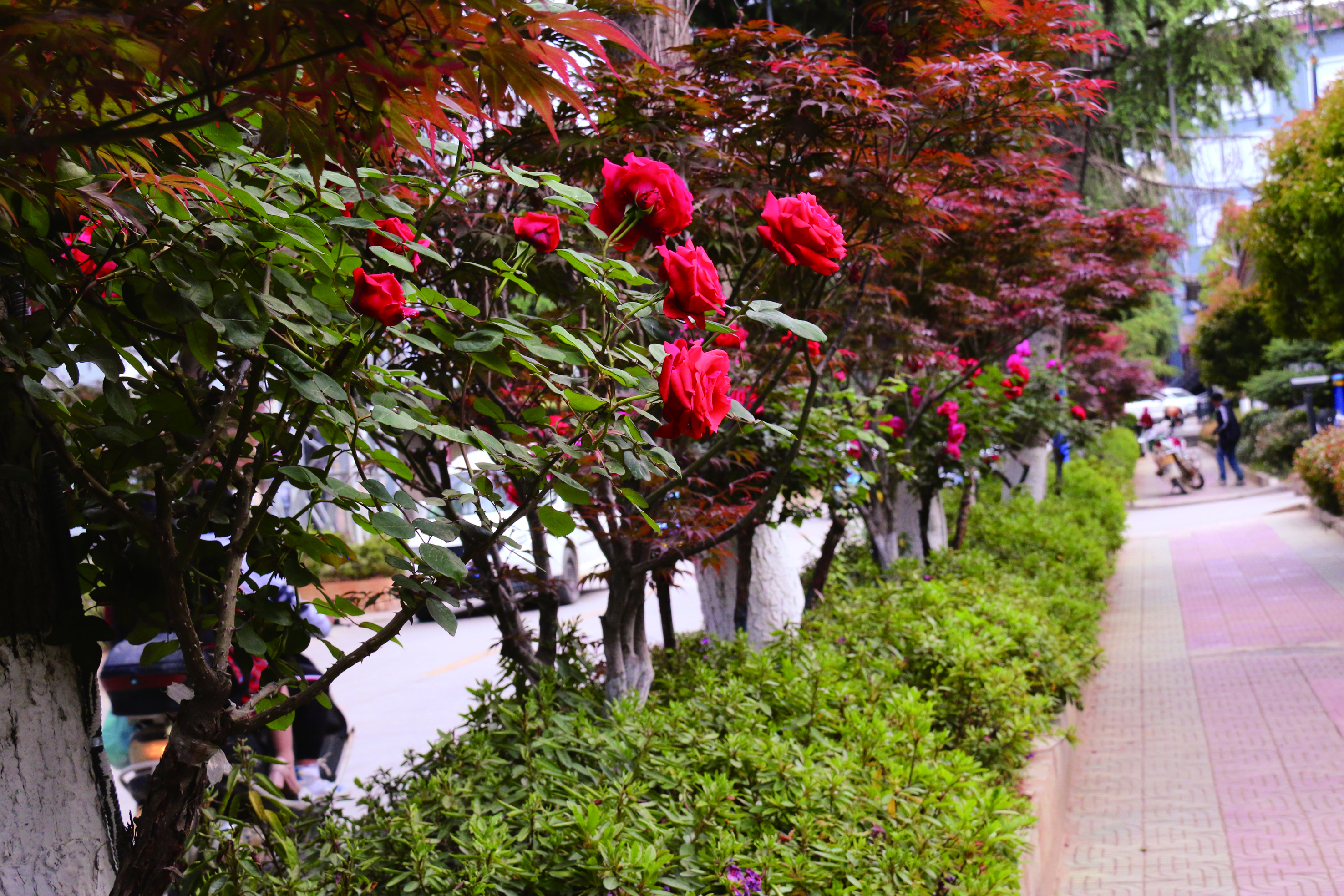 維西:滿城花海惹人醉