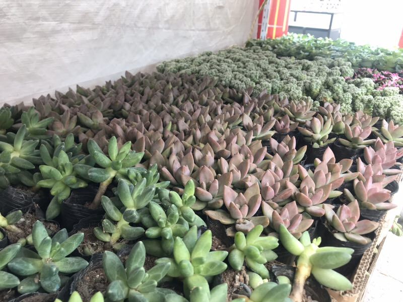 香格里拉特色商品展銷會：多肉植物受青睞