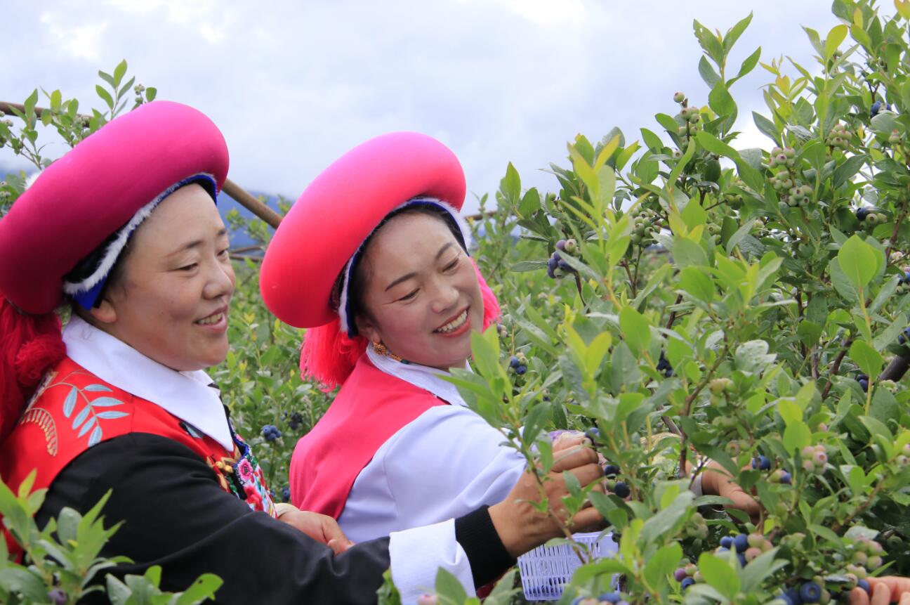 杜鵑花海深處的藍莓產(chǎn)業(yè)