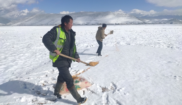 人工投食 確保納帕海鳥兒不挨餓