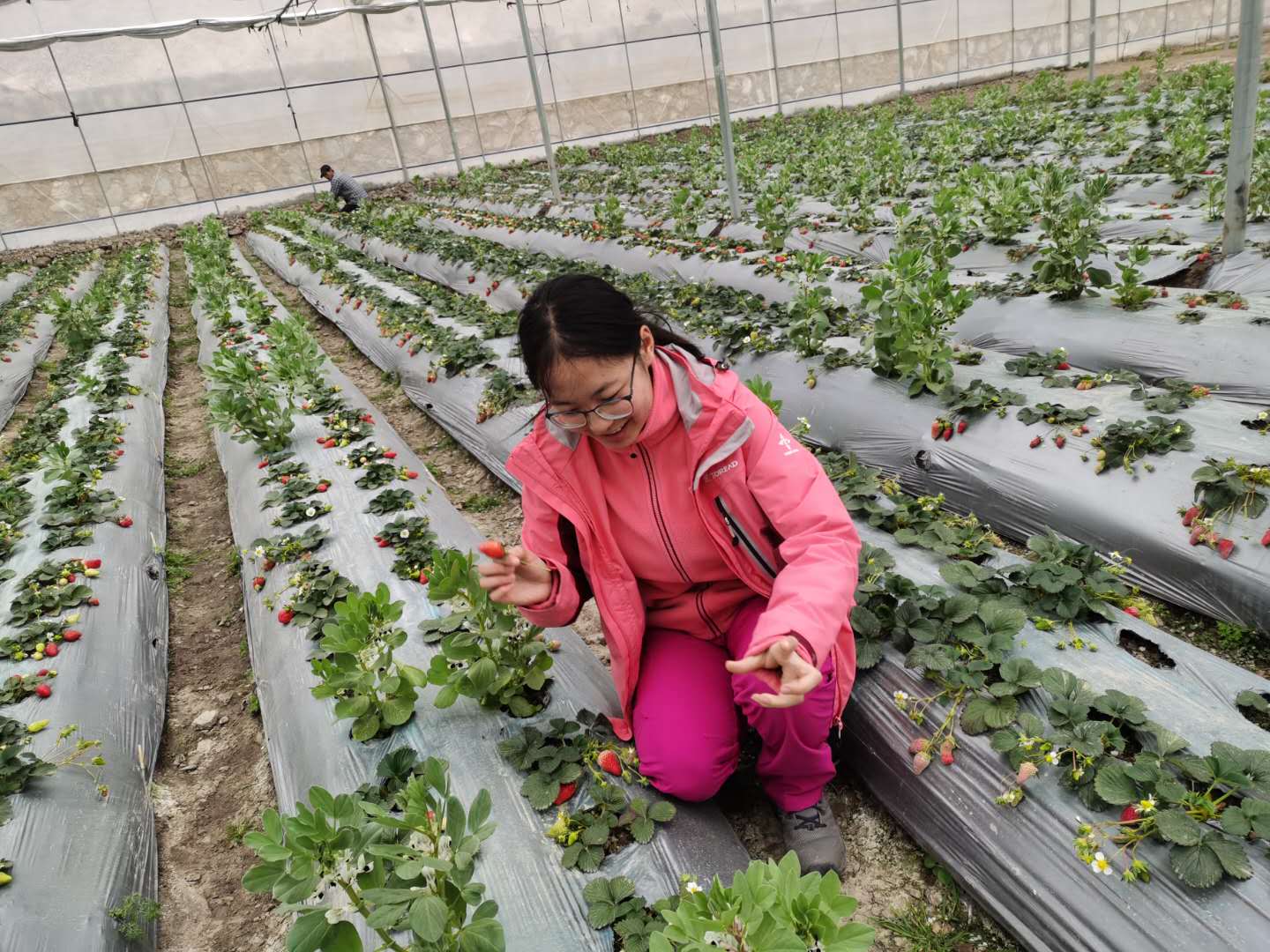 草莓采摘游成眾多德欽市民周末踏青出行首選