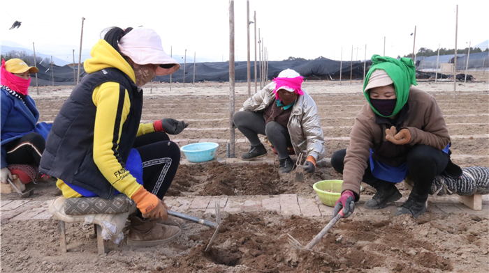 小中甸貝母基地生產(chǎn)忙