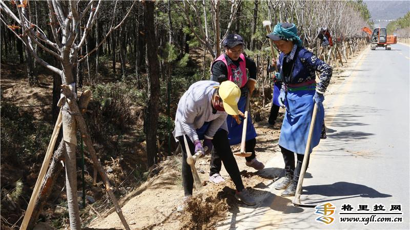 香格里拉市小中甸鎮(zhèn)聯(lián)合村積極為綠化樹安裝鐵絲網(wǎng)進行保護