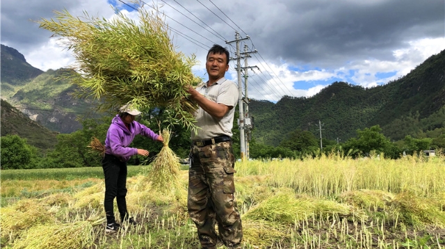 油菜喜豐收，收割正當時