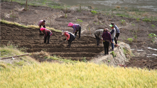 奔子欄鎮(zhèn)奪通村村民播種忙