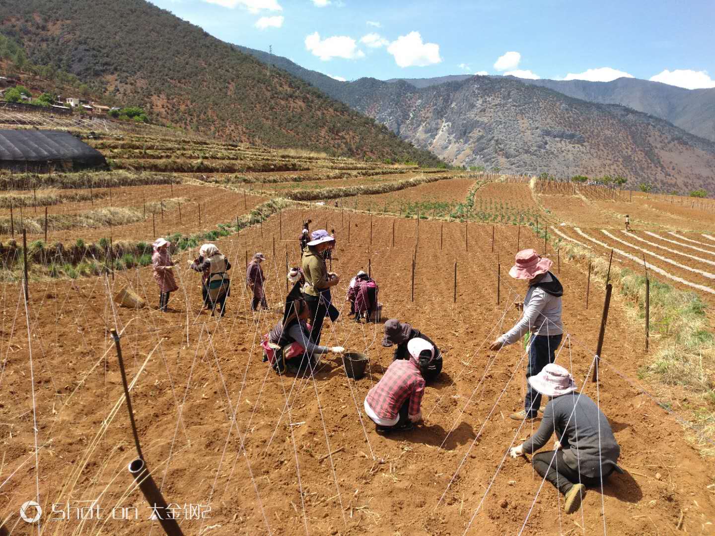 九龍村建檔立卡戶在家門口的白蕓豆基地務(wù)工