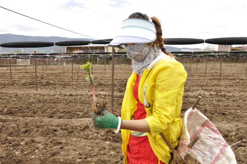 小中甸婦女重樓基地里除草忙