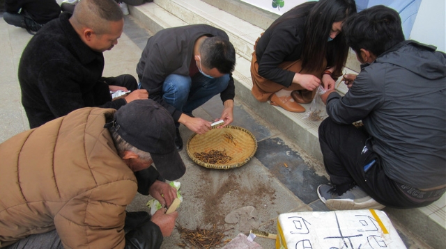 迪慶新鮮蟲草上市