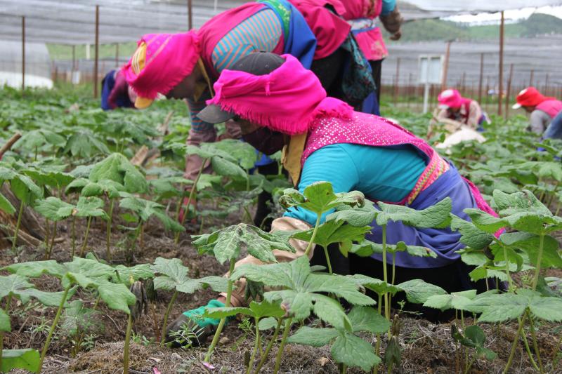 小中甸和平村中藥材種植基地除草忙