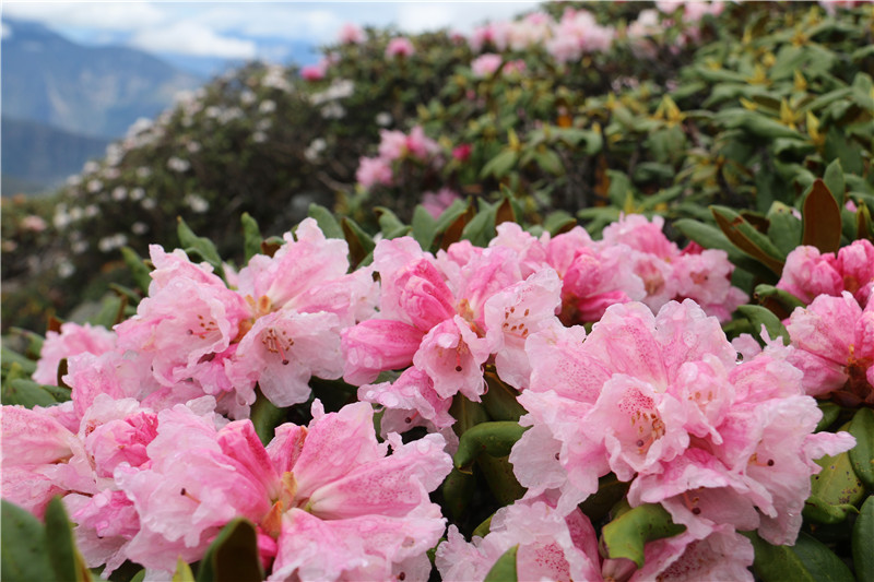 【程志開的鏡花緣】今天來一壺白馬雪山“杜鵑釀”