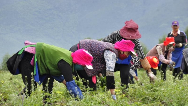 和平村村民在當(dāng)歸地里除雜草