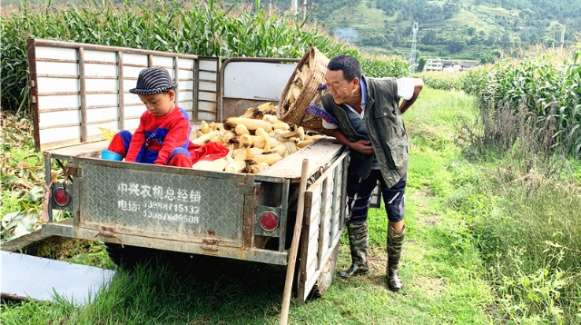 金沙江畔開啟“農(nóng)忙”模式