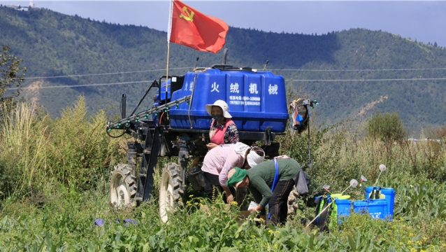 中藥材種植基地管護忙