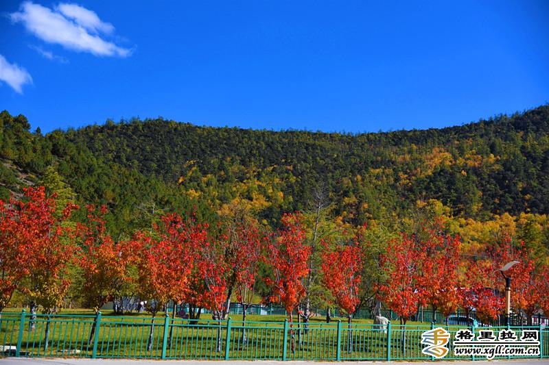 香格里拉五鳳山五彩秋景等你來